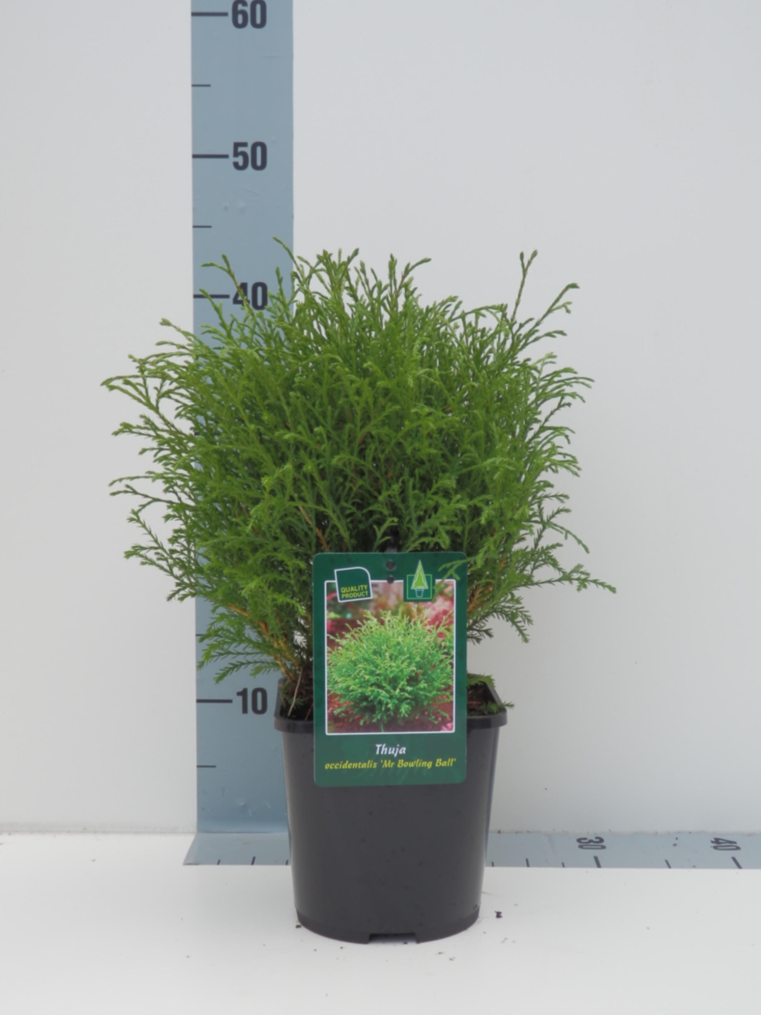 Туя западная Мистер Боулинг Бол